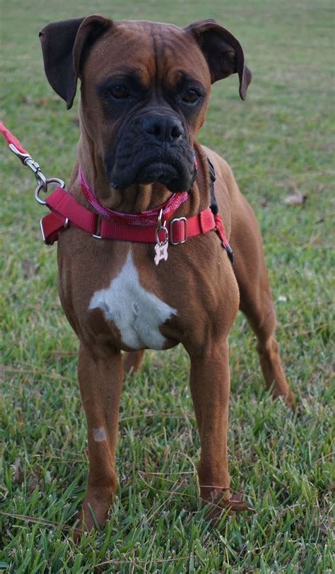 boxer puppies houston tx|boxer puppies for adoption texas.